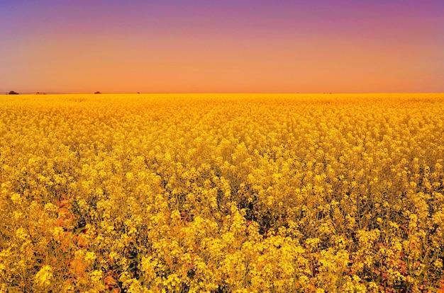 Een schilderachtig uitzicht op oliehoudende raps tegen de hemel bij zonsondergang
