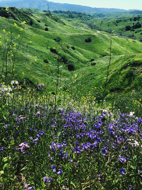 Een schilderachtig uitzicht op paarse bloeiende planten op het land