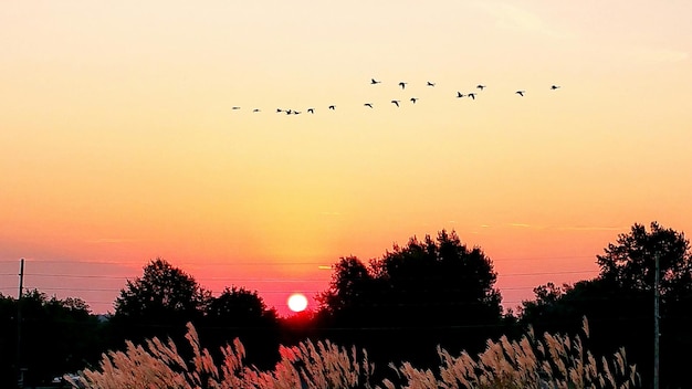 Foto een schilderachtig uitzicht op silhouetbomen die tijdens de zonsondergang op het veld tegen de lucht groeien