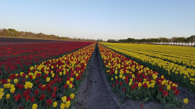 Foto een schilderachtig uitzicht op tulpen op het veld tegen de lucht