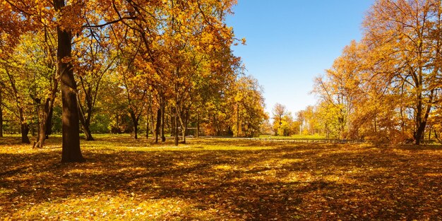 Een schilderij in goud Het herfstzonlicht schildert het grasveld van het park met warme kleuren