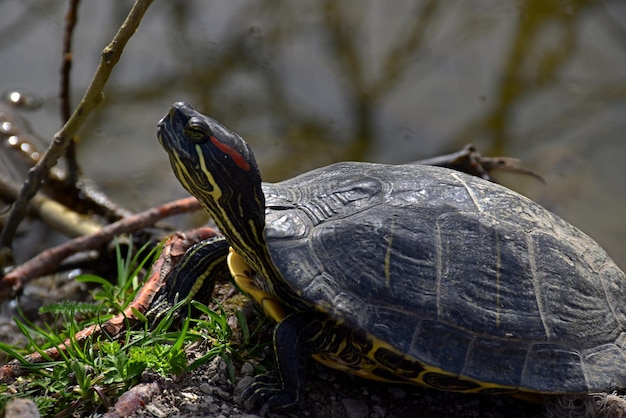 Een schildpad aan de oever van de vijver koestert zich in de eerste warme lentestralen van de zon