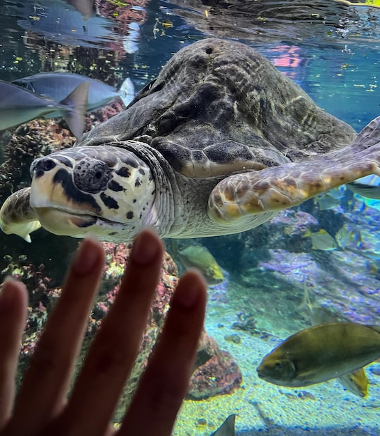 een schildpad aanraken in een aquarium
