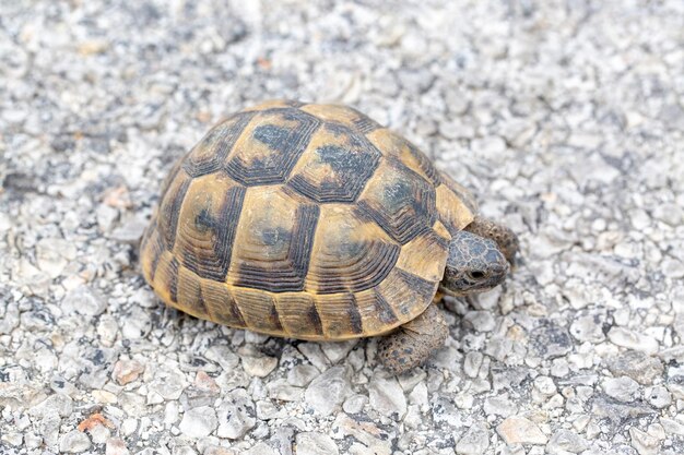 Een schildpad op de weg