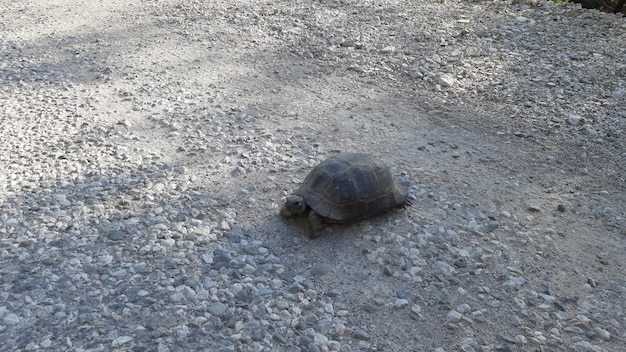 Een schildpad op de weg
