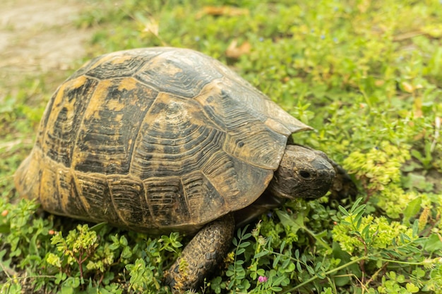 Een schildpad op het gras in de tuin