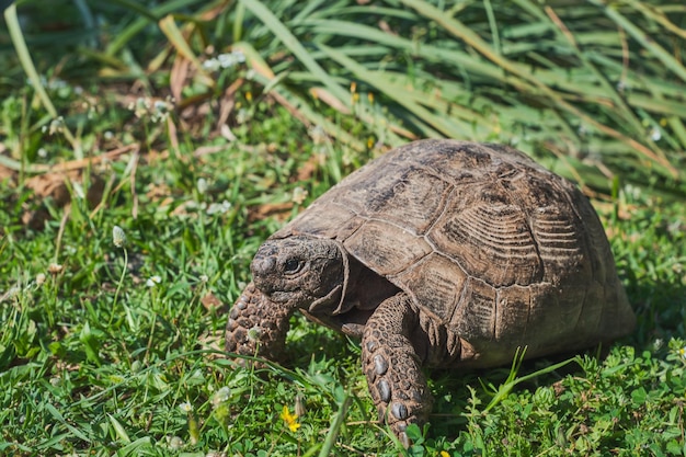 Een schildpad op het gras in het wild