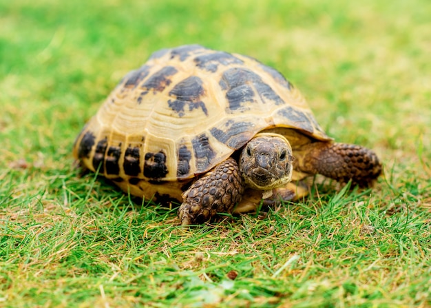 Een schildpad op het gras overdag