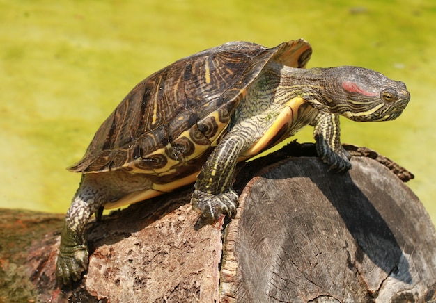 een schildpad op het hout