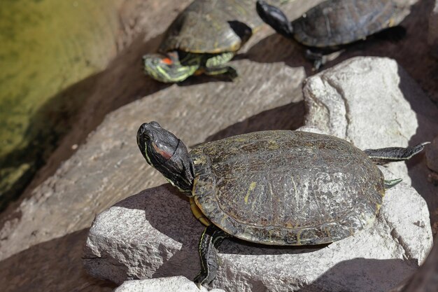 Een schildpad, Trachemys venusta, die op een rots ligt te zonnebaden.