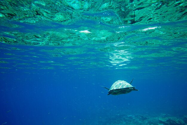 Een schildpad zit aan koralen onder wateroppervlak