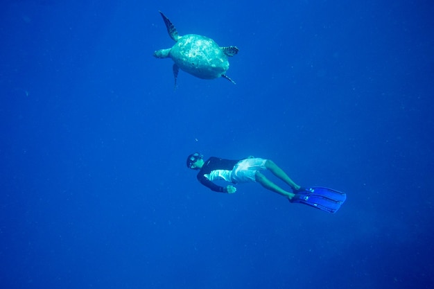 Een schildpad zit aan koralen onder wateroppervlak