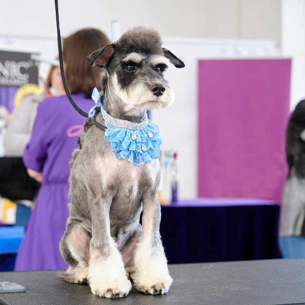 Een schnauzerhond met een prachtig geschoren patroon zit op tafel na een knipbeurt.