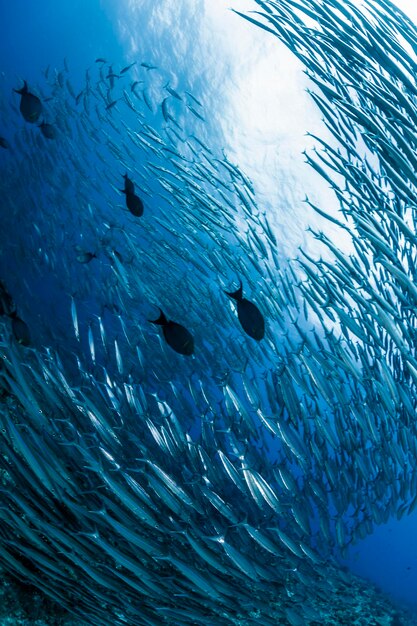 Foto een school australische barracuda's