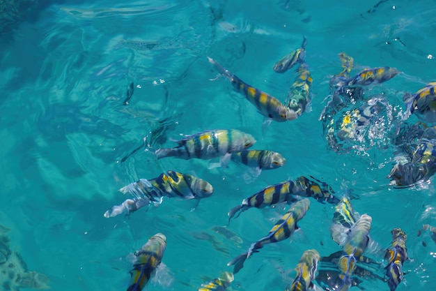 Foto een school vissen met gele en zwarte strepen zwemt in de zonverlichte zee en toont de schoonheid van het onderwaterleven de scissortail sergeant major vissen bewegen samen terwijl ze eten in het heldere water