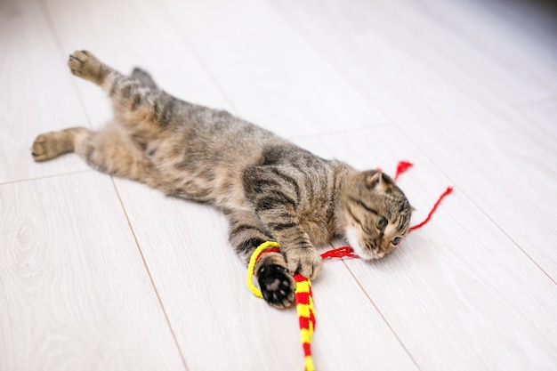 Een Schotse kat met hangende oren speelt met linten op een lichtgekleurde houten vloer. Lichte achtergrond met ruimte voor tekst