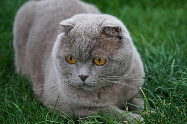 Een Schotse vouwkat die op het gras rust Close-up