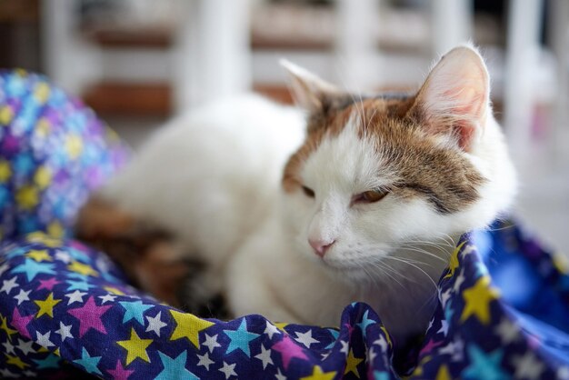 Een selectieve focus shot van een schattige Anatolische kat in een cattery