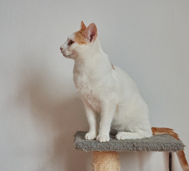 Een selectieve focus shot van schattige kat, zittend door een witte muur