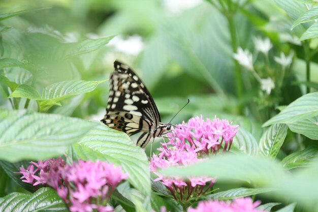 Een selectieve focusopname van een prachtige vlinder zittend op een mooie roze bloem