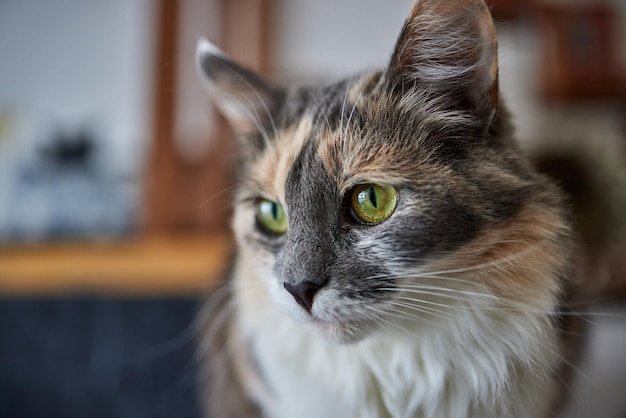 Een selectieve focusshot van een schattige anatolische kat in een cattery