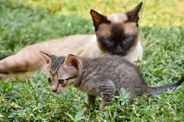 Een siamese kitten en haar moeder spelen in het gras.