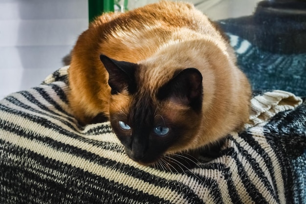 Een Siamese of Thaise kat kijkt uit het raam uit het huis