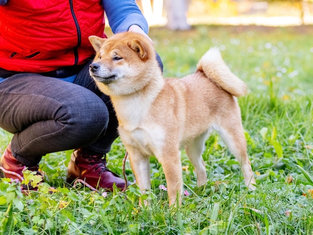 Een sibainu-hond bij zijn baasje in een herfstpark tijdens een wandeling