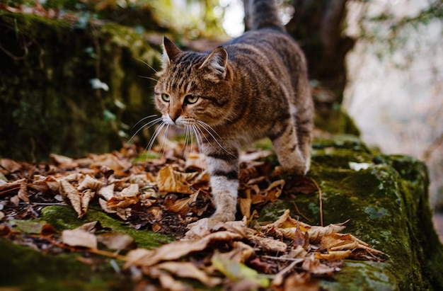 Een Siberische Cyperse kat die het herfstbos verkent