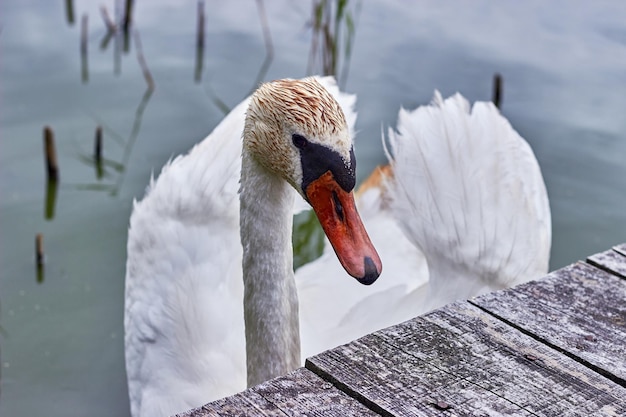 Een sierlijke witte zwaan in de buurt van een houten pier tegen de achtergrond van azuurblauw water.