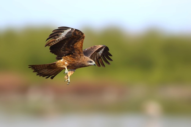 Een sierlijke zwarte wouw vliegt op de rivier Roofvogels Zwarte wouw Milvus migrans