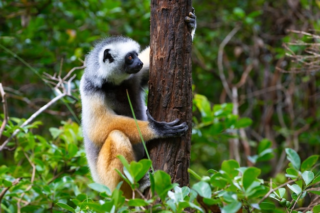 Een sifaka met diadeem in zijn natuurlijke omgeving in het regenwoud op het eiland Madagaskar