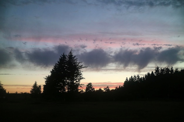 Een silhouet van het bos in de zonsondergang