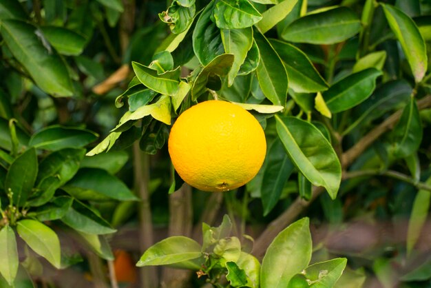 Een sinaasappelfruit in de tuin