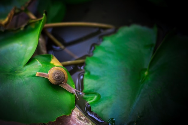 Een slak in de ochtend kruipt over groen lotusblad