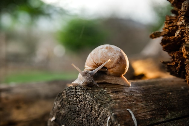 Een slak in het bos na de regen Familie Vakantie Wandelweekend