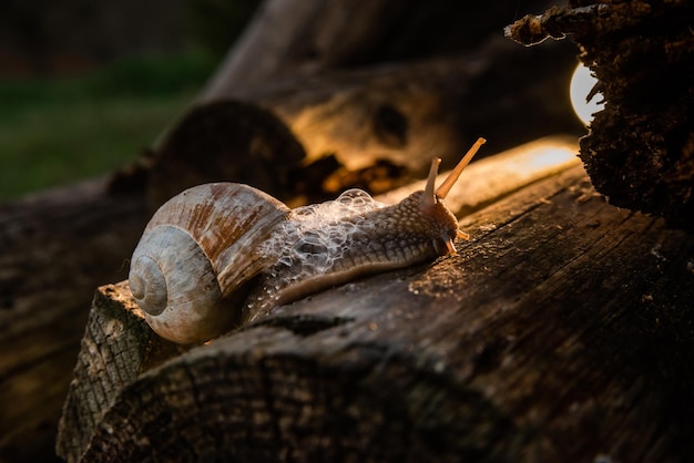 Een slak in het bos na de regen familie vakantie wandelweekend