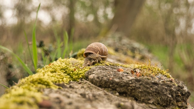 Een slak kruipt op een plant Rustig kruipt hij vooruit