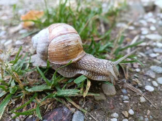 Een slak ligt op de grond en heeft een witte schelp erop.