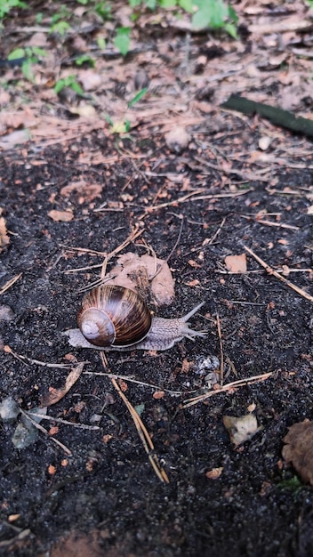 Een slak ligt op de grond voor een stapel bladeren.