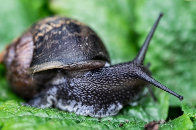 Een slak op een groen blad