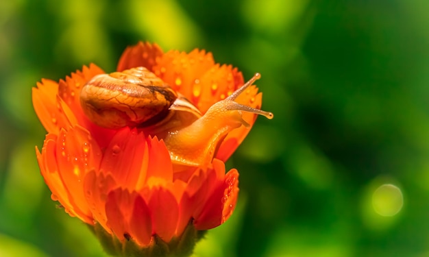 Een slak op een oranje bloem