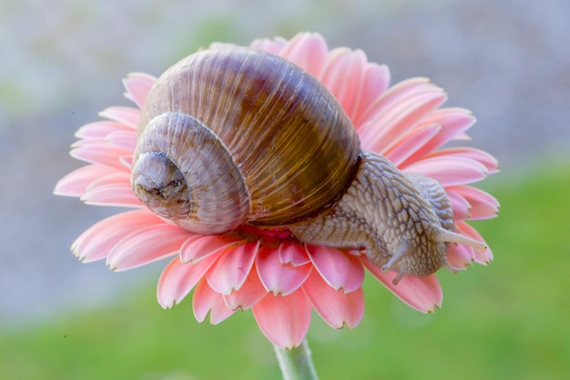 Een slak op een roze bloem met het woord slak erop
