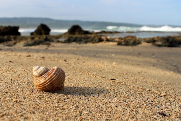 Een slakkenhuis spoelde aan op het strand