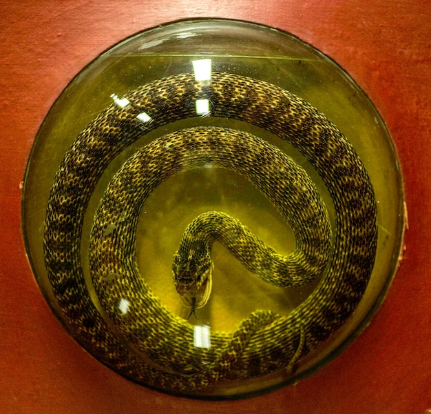 Foto een slang in een glazen kom heeft een gele ring om zijn staart.