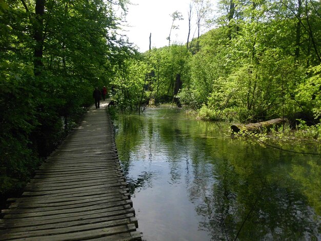 Foto een smalle beek langs bomen.