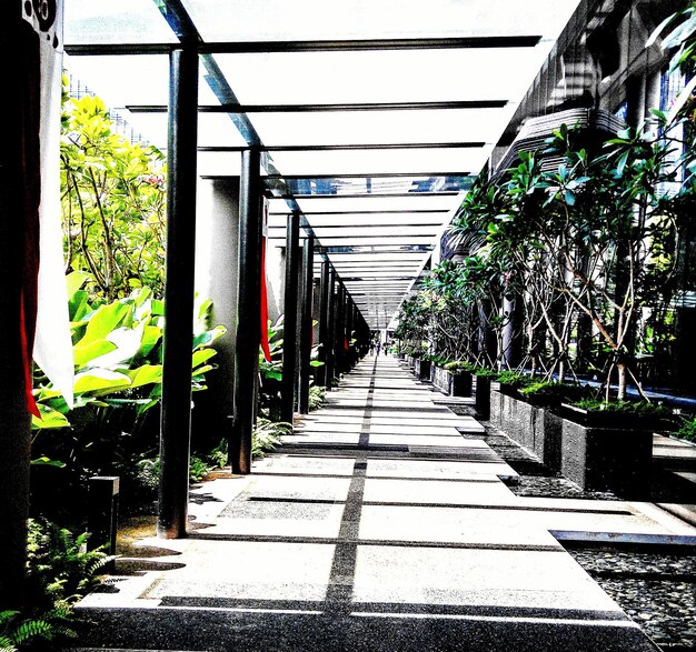 Foto een smalle loopbrug langs bomen.