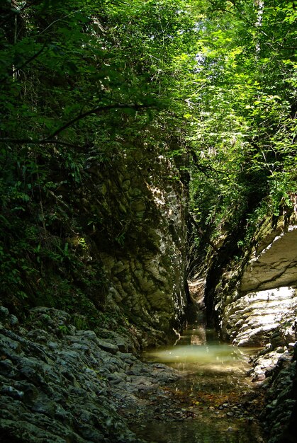 Een smalle schaduwrijke stenen canyon van een beek in een tropisch bos met zonlicht dat door gebladerte breekt