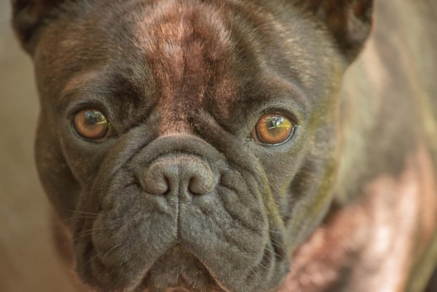 Een smalle zone van focus op de ogen een jonge hond van het franse bulldogras op een zonnige dag