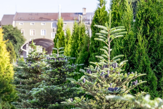 Een sparrenboomplantage met paarse kegels omringd door thuja tegen de achtergrond